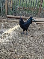 AYAM Cemani haan, Dieren en Toebehoren