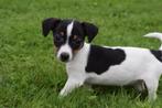 Jack russel pups klein blijvend, Dieren en Toebehoren, Honden | Jack Russells en Terriërs, België, Meerdere, Meerdere dieren, Fokker | Professioneel