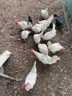 10 leghorn, Dieren en Toebehoren