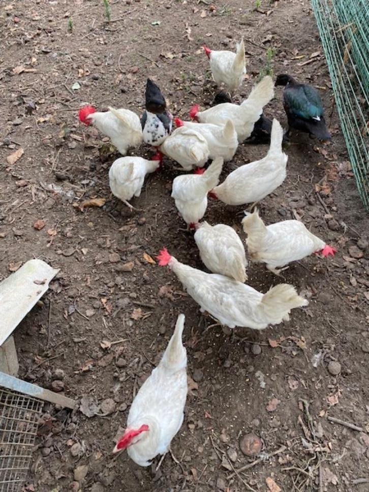 10 leghorn, Dieren en Toebehoren, Pluimvee