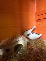 Chinese kwartel mannetjes, Dieren en Toebehoren, Pluimvee, Mannelijk, Overige soorten