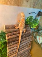 Baardagaam, Amfibie, Met terrarium, 0 tot 2 jaar
