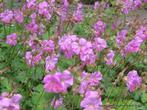 Geranium in soorten, Tuin en Terras, Planten | Tuinplanten, Ophalen of Verzenden, Vaste plant
