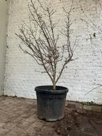 Acer jerre scharwz, Tuin en Terras, Ophalen