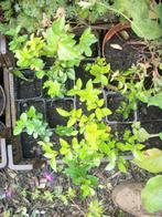 Ligustrum haagplanten in pot, Jardin & Terrasse, Plantes | Arbustes & Haies, Enlèvement, Troène, Haie