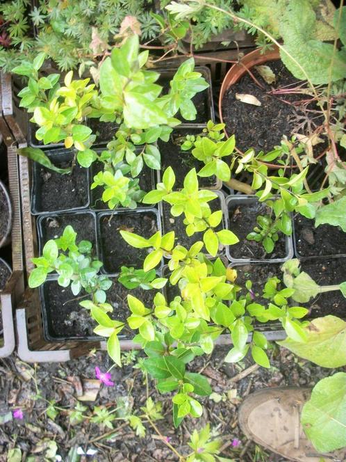 Ligustrum haagplanten in pot, Jardin & Terrasse, Plantes | Arbustes & Haies, Haie, Troène, Enlèvement