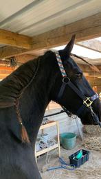 Mooie 3 jarige friese merrie, Minder dan 160 cm, 3 tot 6 jaar, Onbeleerd, Recreatiepaard