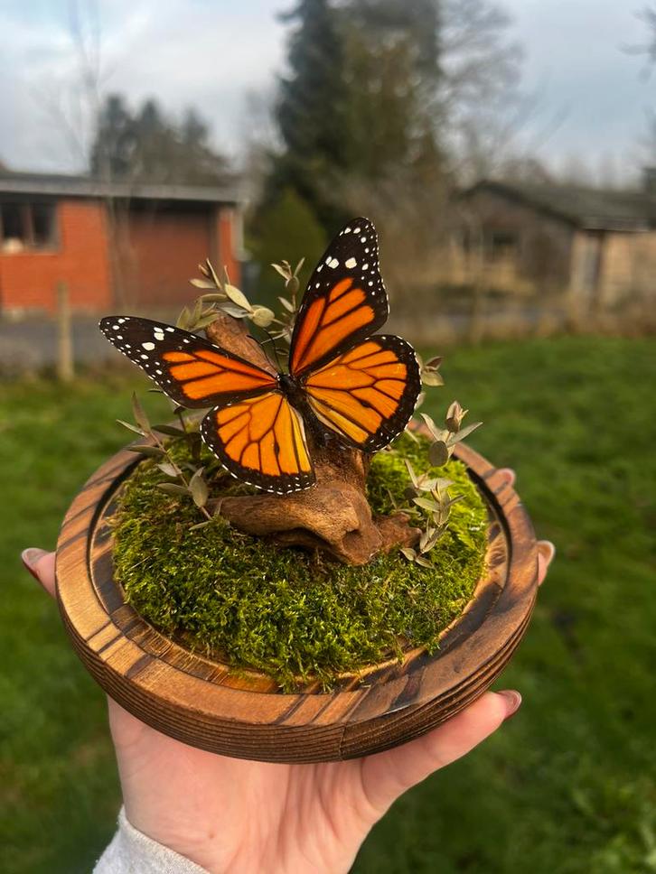 Opgezette vlinder - Danaus Plexippus, Collections, Collections Animaux, Neuf, Animal empaillé, Insecte, Enlèvement ou Envoi