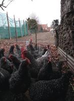 Broedeieren Mechelse koekoek