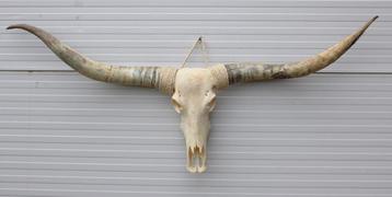 Grote schedel TEXAS STYLE LONGHORN 175 cm - ref. E
