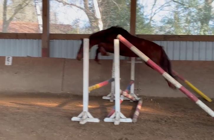 D pony's te koop, stam van het klavertje,  etc, Dieren en Toebehoren, Pony's, Ruin, Zadelmak, D pony (1.37m tot 1.48m), Springpony