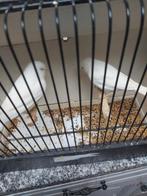 Kanaries verschillende kleuren, Dieren en Toebehoren, Vogels | Kanaries, Mannelijk, Kleurkanarie