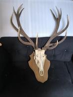 Trophée Tete de Cerf Montée - Taxidermie crâne bois de Cerf, Collections, Collections Animaux, Enlèvement, Utilisé, Cerf, Crâne