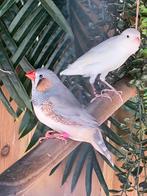 Vogels