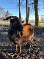 Dwerggeit bok, Dieren en Toebehoren, Schapen, Geiten en Varkens, Mannelijk, Geit, 3 tot 5 jaar