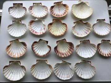 diverse sets van schelpen aan 10 euro per foto beschikbaar voor biedingen