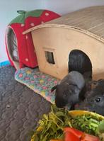 1 skinny cavia beertje, Dieren en Toebehoren, Cavia