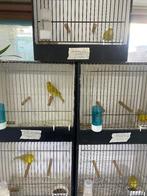 Geel Isabel kanarie mannen, Mannelijk, Kleurkanarie