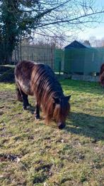 2 mooie shetlandmerries, met stamboek, Dieren en Toebehoren, Pony's, Merrie, A pony (tot 1.17m), Gechipt