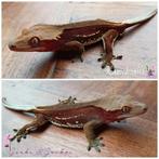 Wimpergekko (Correlophus ciliatus) man, Dieren en Toebehoren, Reptielen en Amfibieën