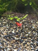 Vuurgarnalen, Kreeft, Krab of Garnaal