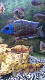 Copadichromis borleyi, Dieren en Toebehoren, Vissen | Aquaria en Toebehoren, Ophalen