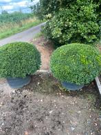 2 prachtige buxus bollen 80/90 cm in pot ! Juiste advies !!, Tuin en Terras, Planten | Tuinplanten, Ophalen