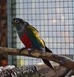 aratinga en pyrrhura, Dieren en Toebehoren, Vogels | Parkieten en Papegaaien, Parkiet, Geringd