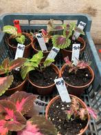 Siernetels, Tuin en Terras, Overige soorten, Volle zon, Ophalen of Verzenden, Tweejarig