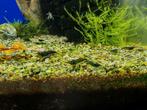 Neocaridina green jade, Dieren en Toebehoren