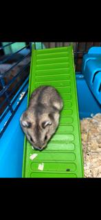 Dwerghamsters, Dieren en Toebehoren, November, Meerdere dieren