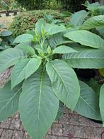 Brugmansia warme plant enkel wit., Tuin en Terras, Planten | Tuinplanten, Ophalen of Verzenden