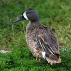 Blauwvleugeltaling, Meerdere dieren, Eend
