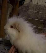 Ch teddy cavias + 1 naaktcavia, Dieren en Toebehoren, Knaagdieren, Januari, Cavia, Tam