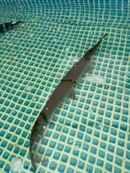 longnose gar +- 70cm, Vis
