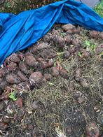 Bieten, Zakelijke goederen, Landbouw | Veevoer, Ophalen