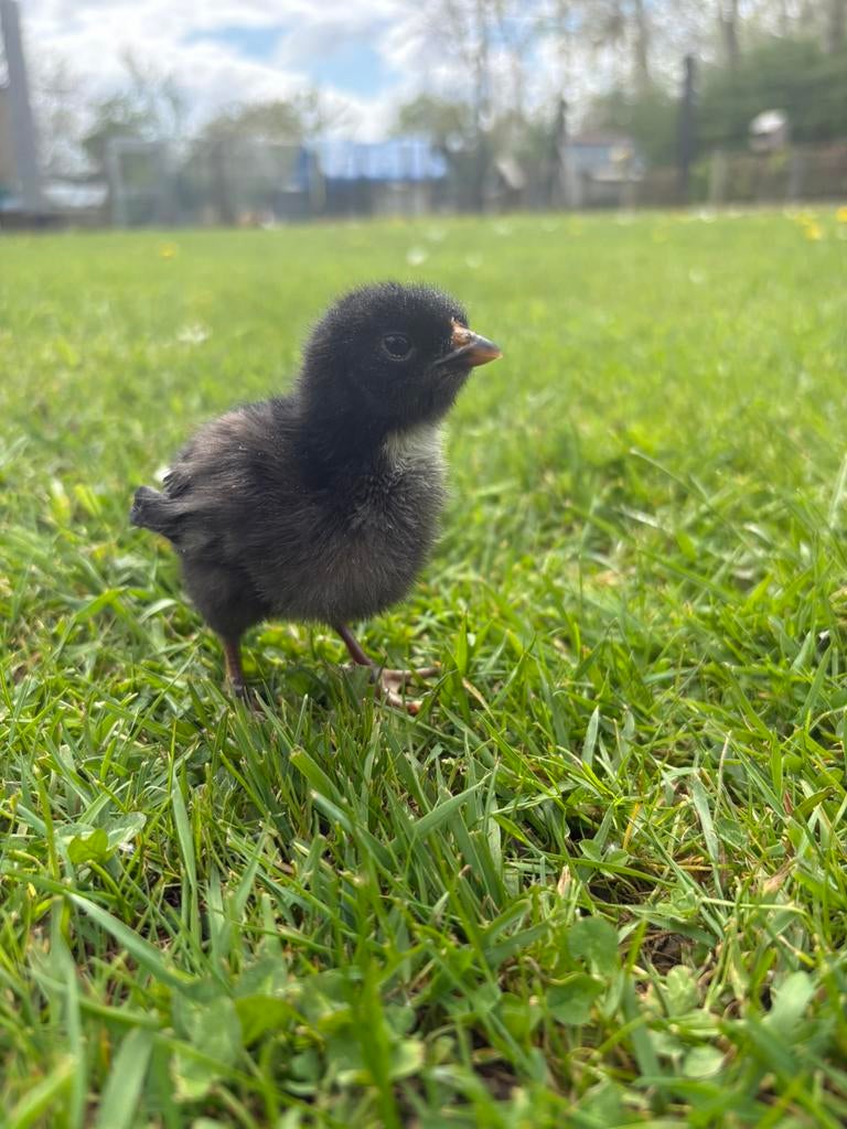 Legkip kuikens zwart, Dieren en Toebehoren, Pluimvee, Vrouwelijk, Kip