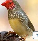 Exotic vogel Bizenastrilde, Dieren en Toebehoren, Vogels | Overige Vogels