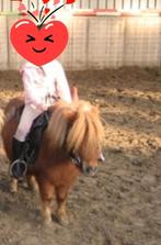 Knappe en leuke shetlander kinderpony!, Met stamboom, Ruin, A pony (tot 1.17m), 7 tot 10 jaar