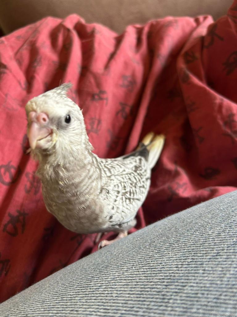 Valkparkieten super tam, Dieren en Toebehoren