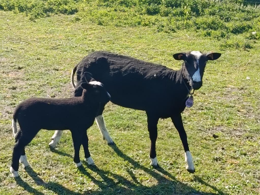 zwartbles ooi raszuiver met ooilam, Dieren en Toebehoren