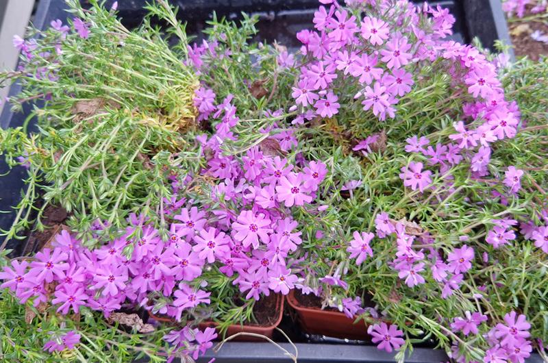 Phlox in P9 potje (bodembedekker / winterhard), Jardin & Terrasse, Plantes | Jardin, Plein soleil, Enlèvement, Plante fixe, Été