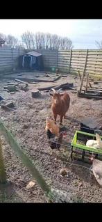 Geitje zoekt nieuwe thuis, Dieren en Toebehoren, Geit