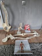 Pièces anatomiques du squelette provenant d'un cabinet médic, Enlèvement