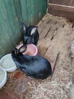 Konijnen 6 maanden oud, Dieren en Toebehoren, Konijnen