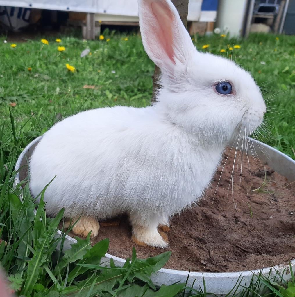 Jeune lapin gratuit pendant 15 semaines