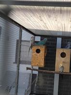 Halsbanden en valkparkieten zie beschrijving, Dieren en Toebehoren, Ophalen