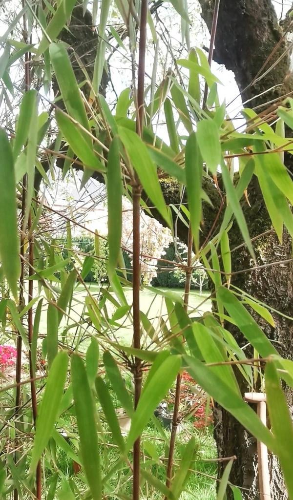 Bambou non proliférant de Jiuzhaigou, Jardin & Terrasse, Enlèvement, En pot