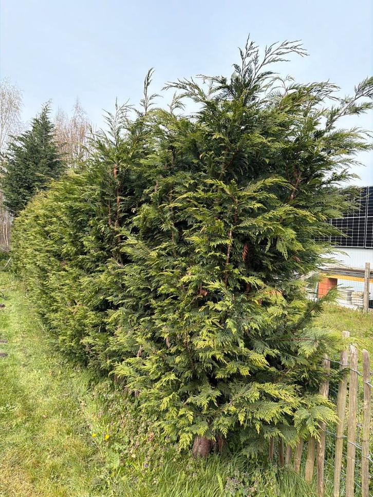 Gratis zie beschrijving, Tuin en Terras, Planten | Bomen, Ophalen