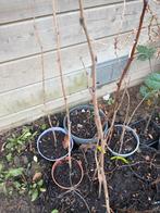 Framboos, Lekker, gezond, bio met excellente eco-score, Tuin en Terras, Ophalen, Vaste plant, Fruitplanten, Volle zon